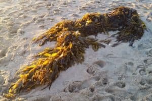 Seaweed in seal beach ca