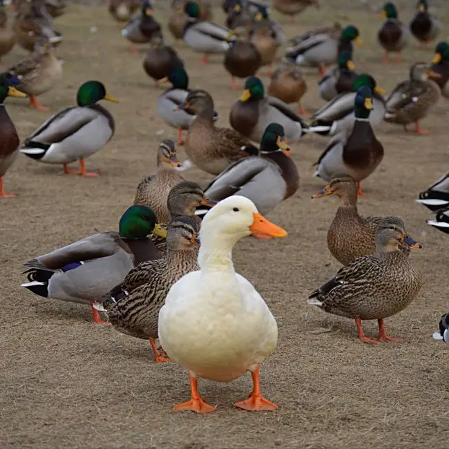 Quacking home loans
