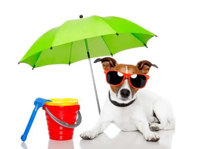 Dogs love menifee homes