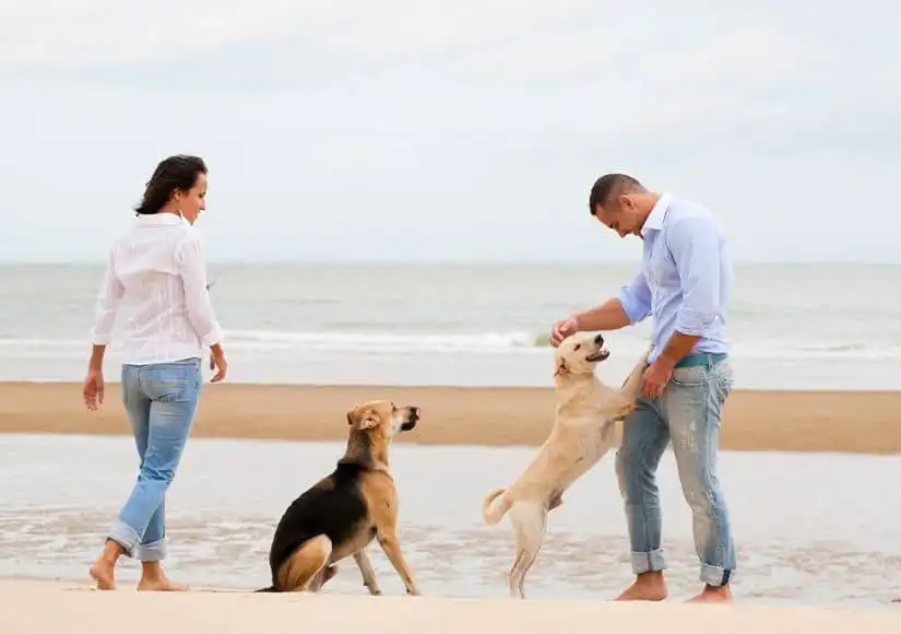 Malibu homes - playing with dogs on the beach