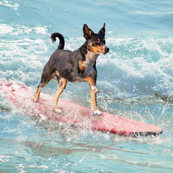 Puppies can surf too in san clemente. Jusr remember when you visit the local beach from your home at 32 mira las olas san clemente, ca.