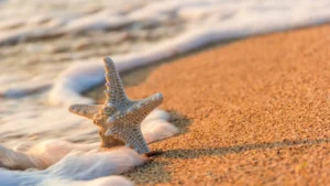 California starfish on the sand for long beach new years eve 2023