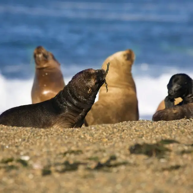 Seals on the beach in sale beach, california