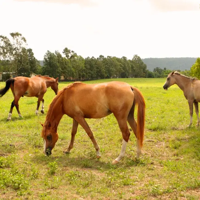 Temecula horse properties