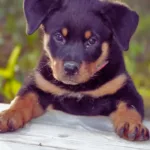 Pet friendly long beach condos and townhomes